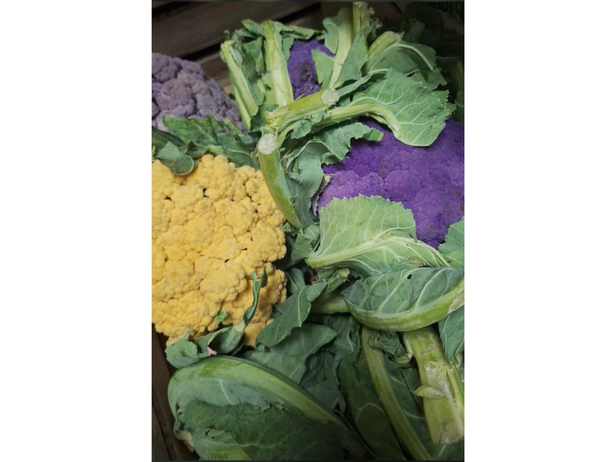 COLIFLOR MORADO