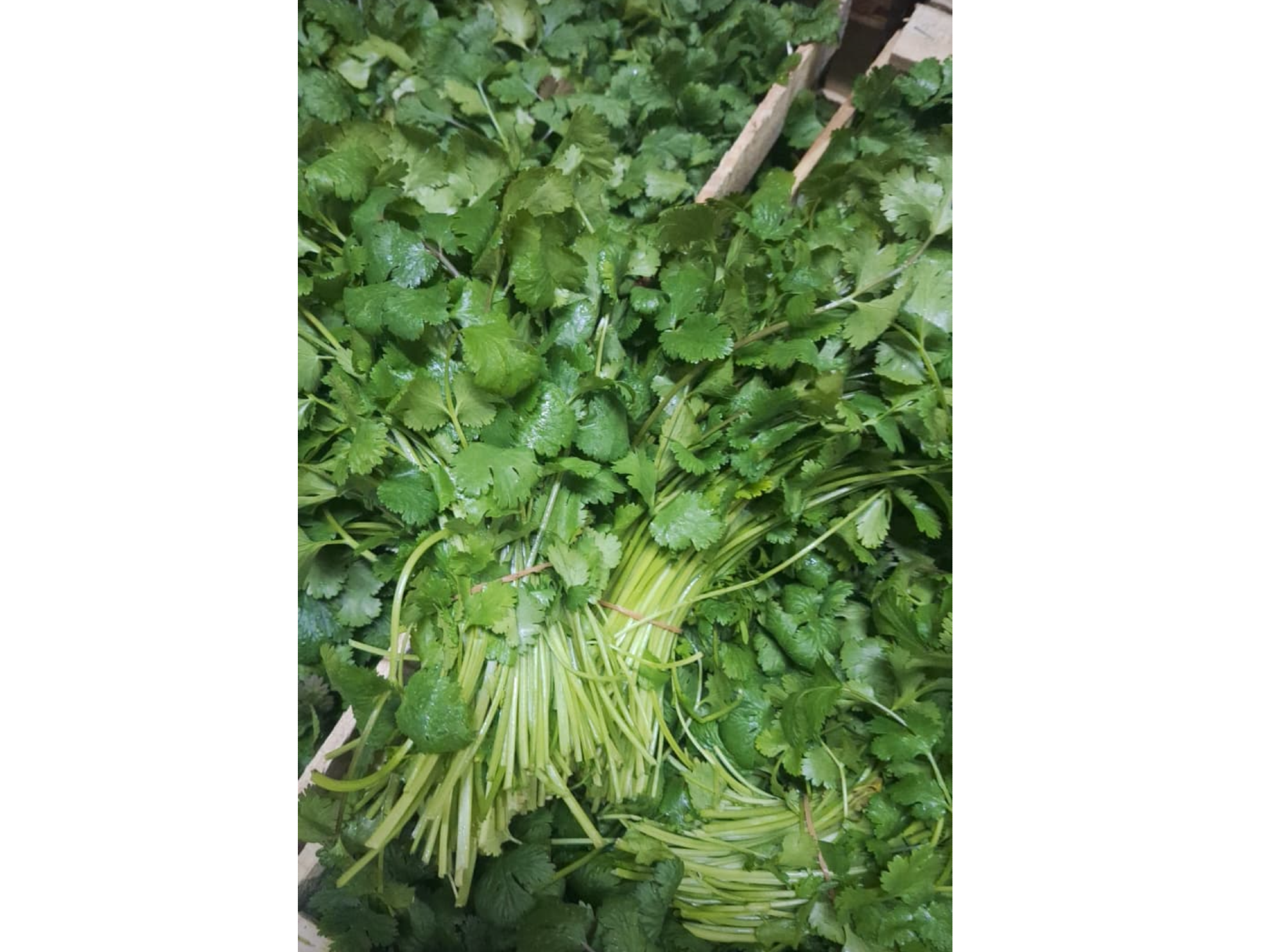 CILANTRO