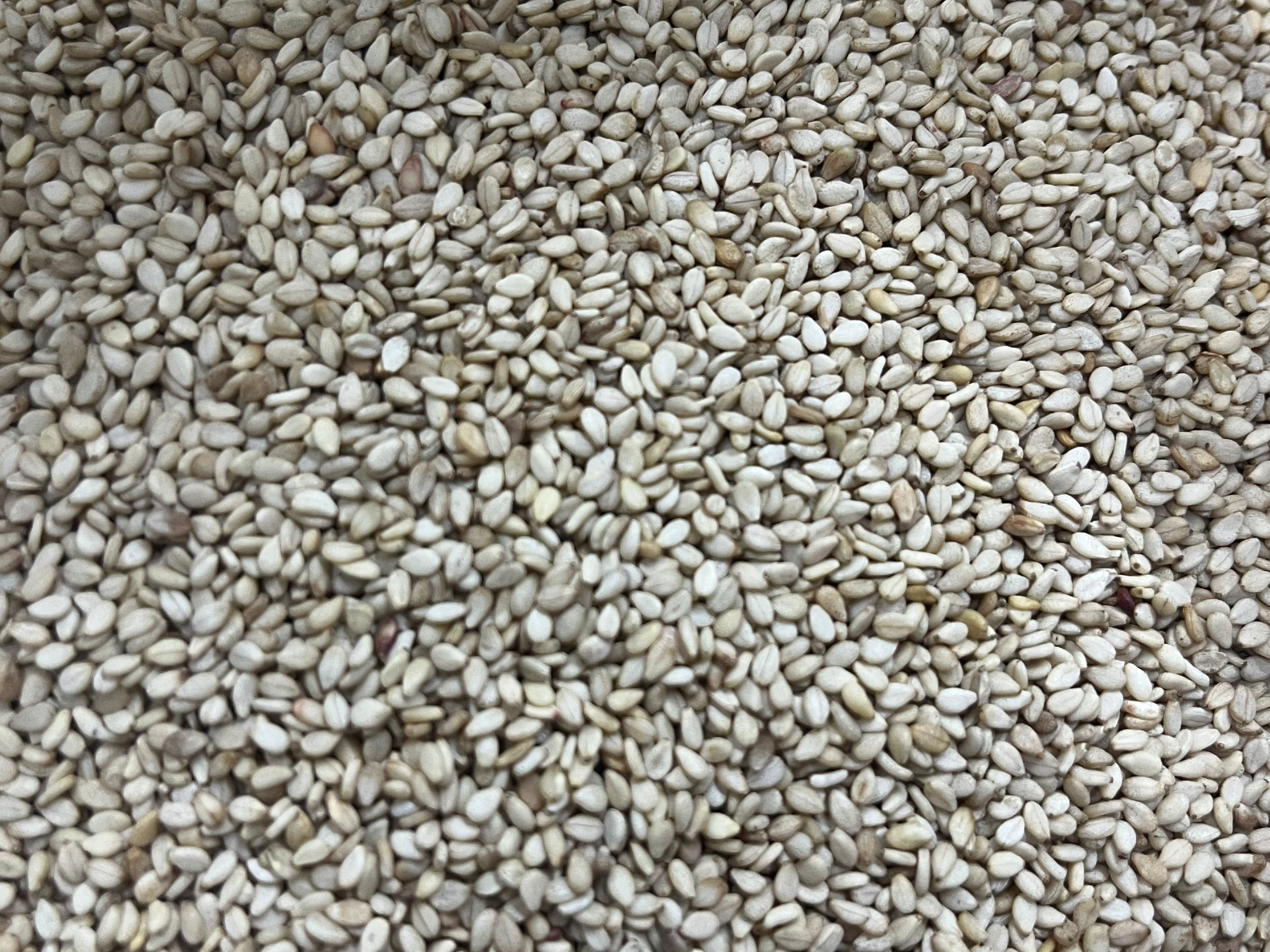 Sésamo integral de 1ra