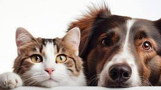 Viandas para Perros y Gatos