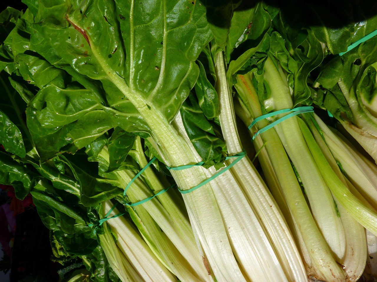 ACELGA