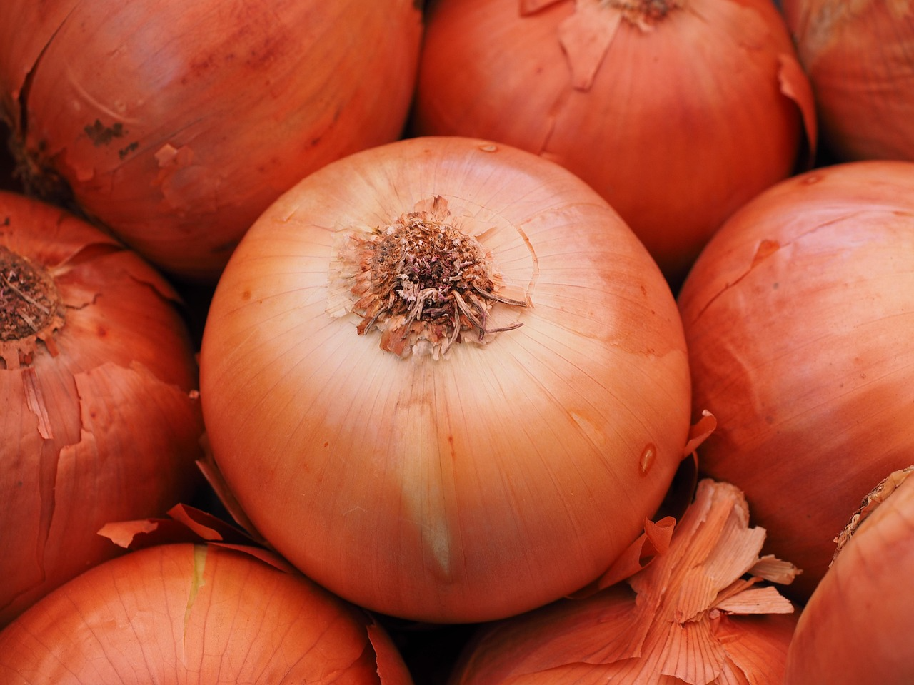 CEBOLLA