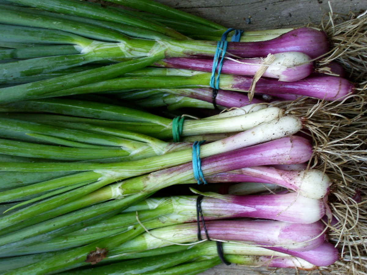 CEBOLLA VERDE