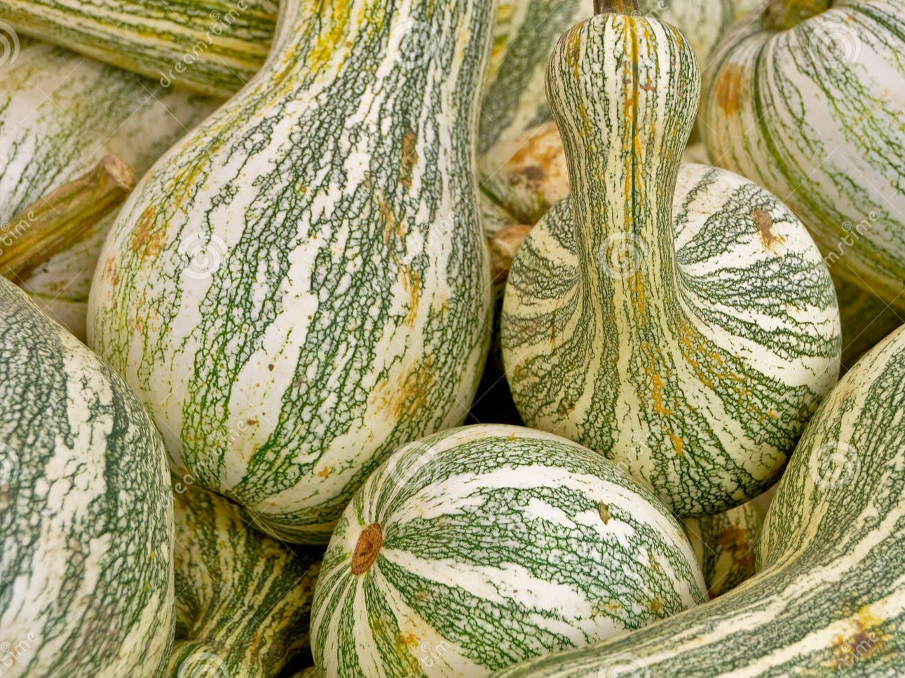 CALABAZA