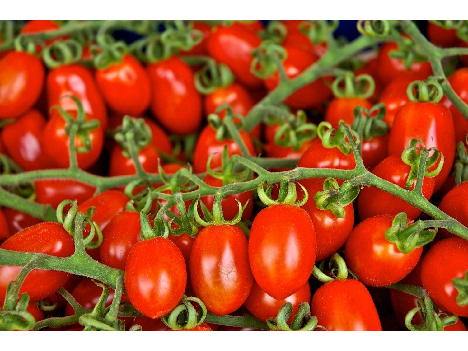 Tomate cherry x250grs