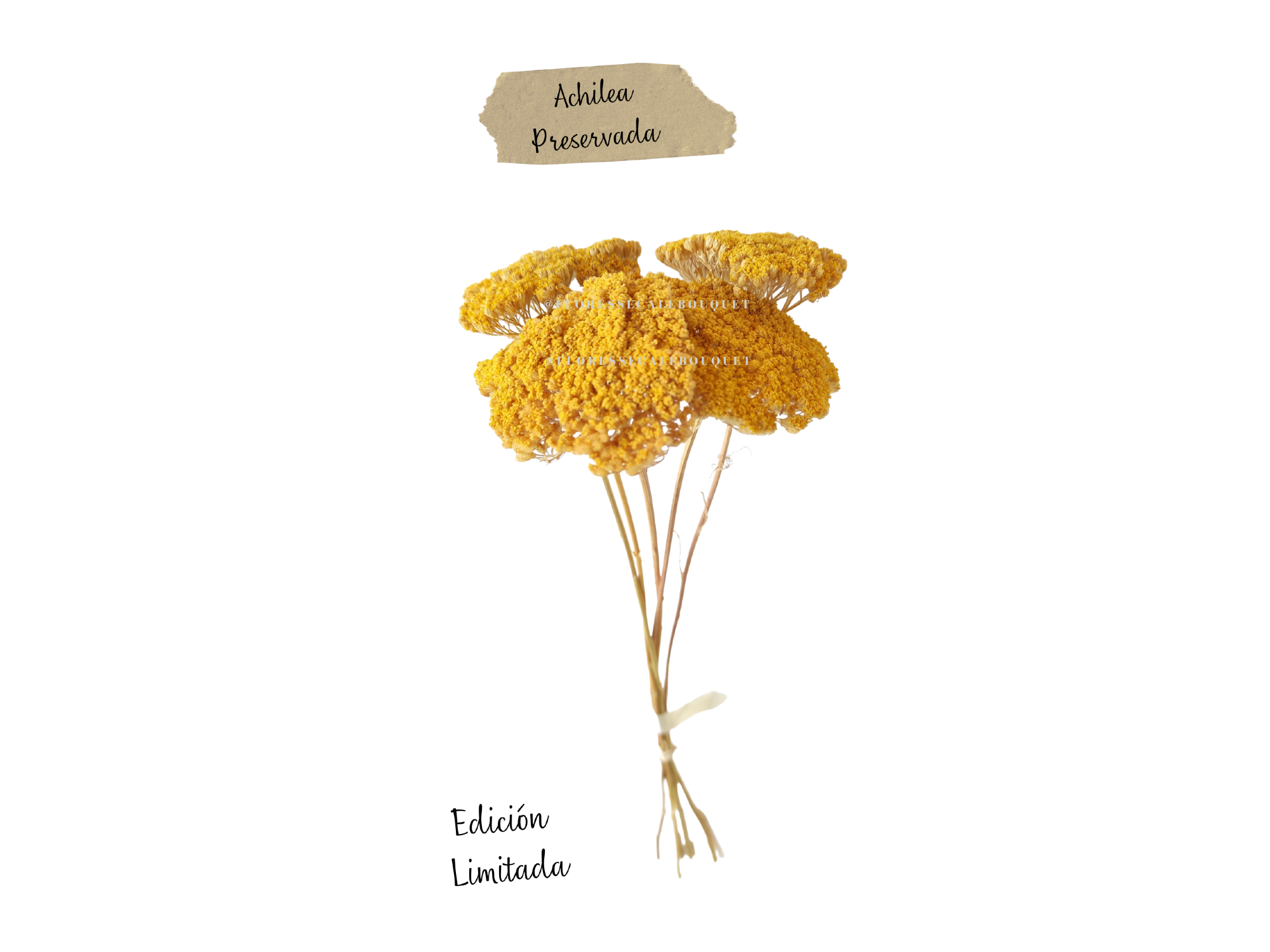 ACHILEA PREMIUM LONA