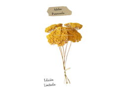 ACHILEA PREMIUM LONA