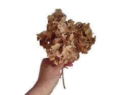 HORTENSIA SECA