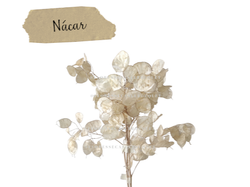 NACAR