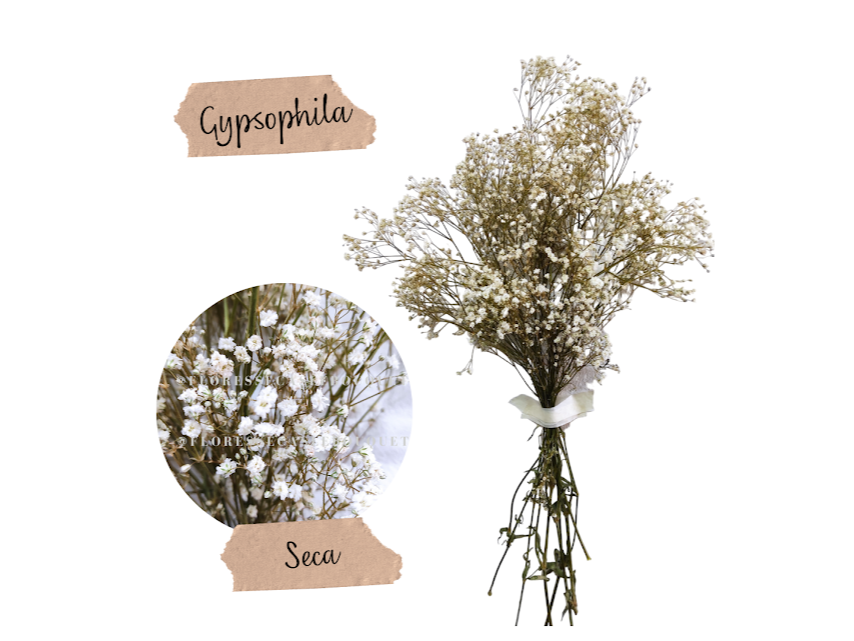 Gypsophila Seca