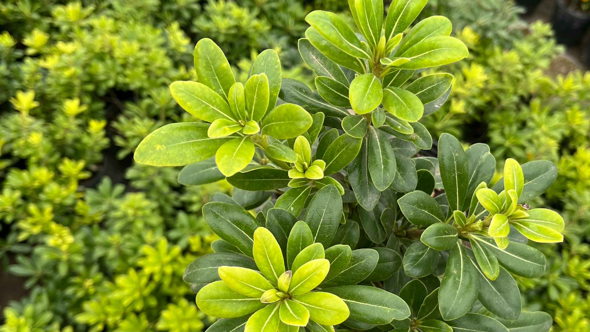Plantas de exterior