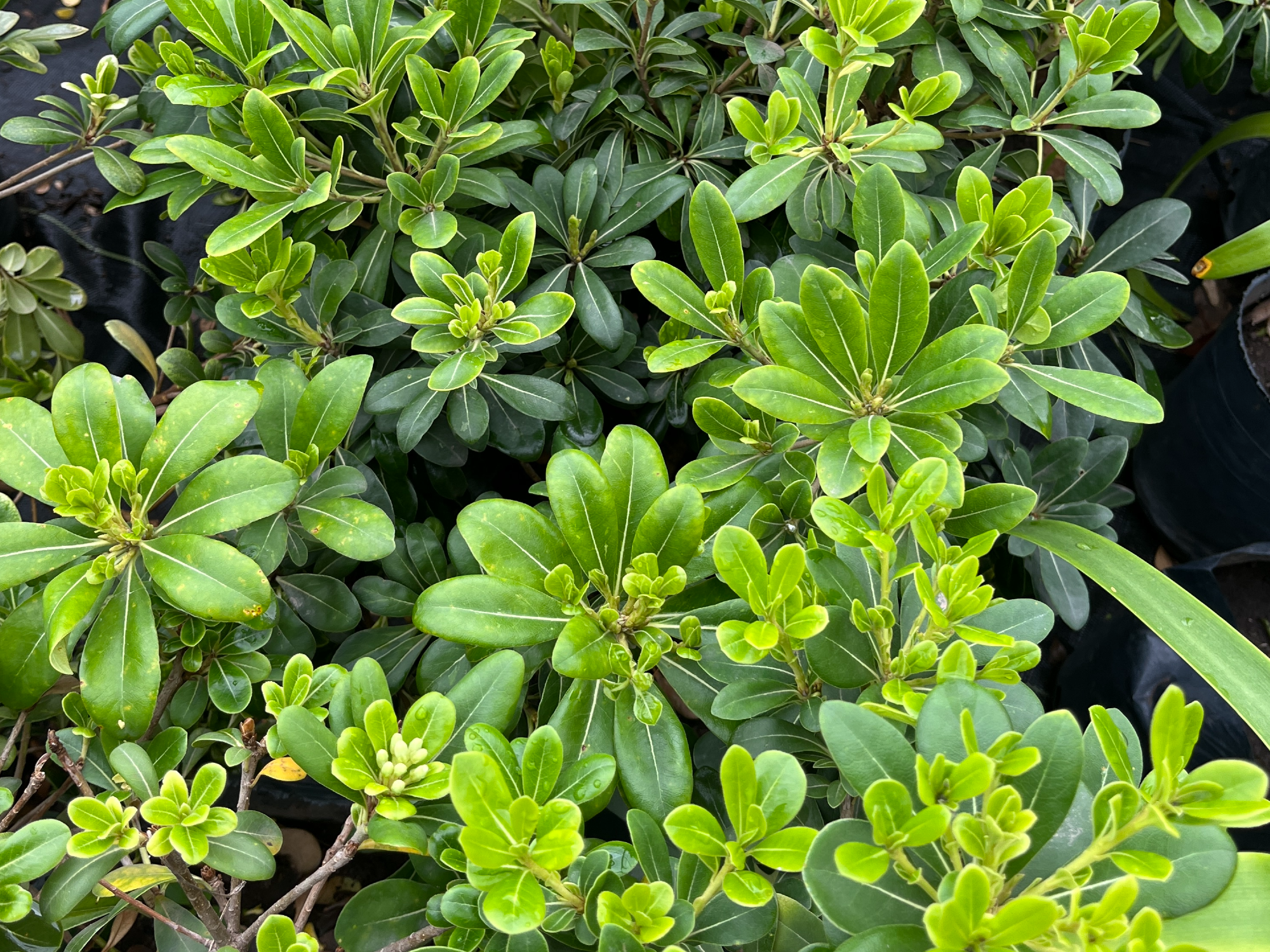 Pitosporum L
