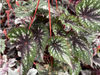 Begonia rex S