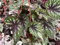 Begonia rex S
