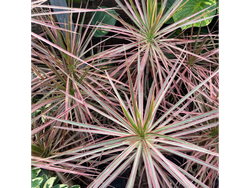 Drácena Tricolor S