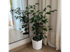 Ficus Benjamina + Maceta de Barro Esmaltada 18
