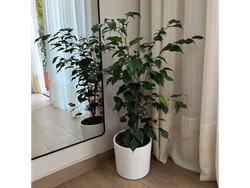 Ficus Benjamina + Maceta de Barro Esmaltada 18