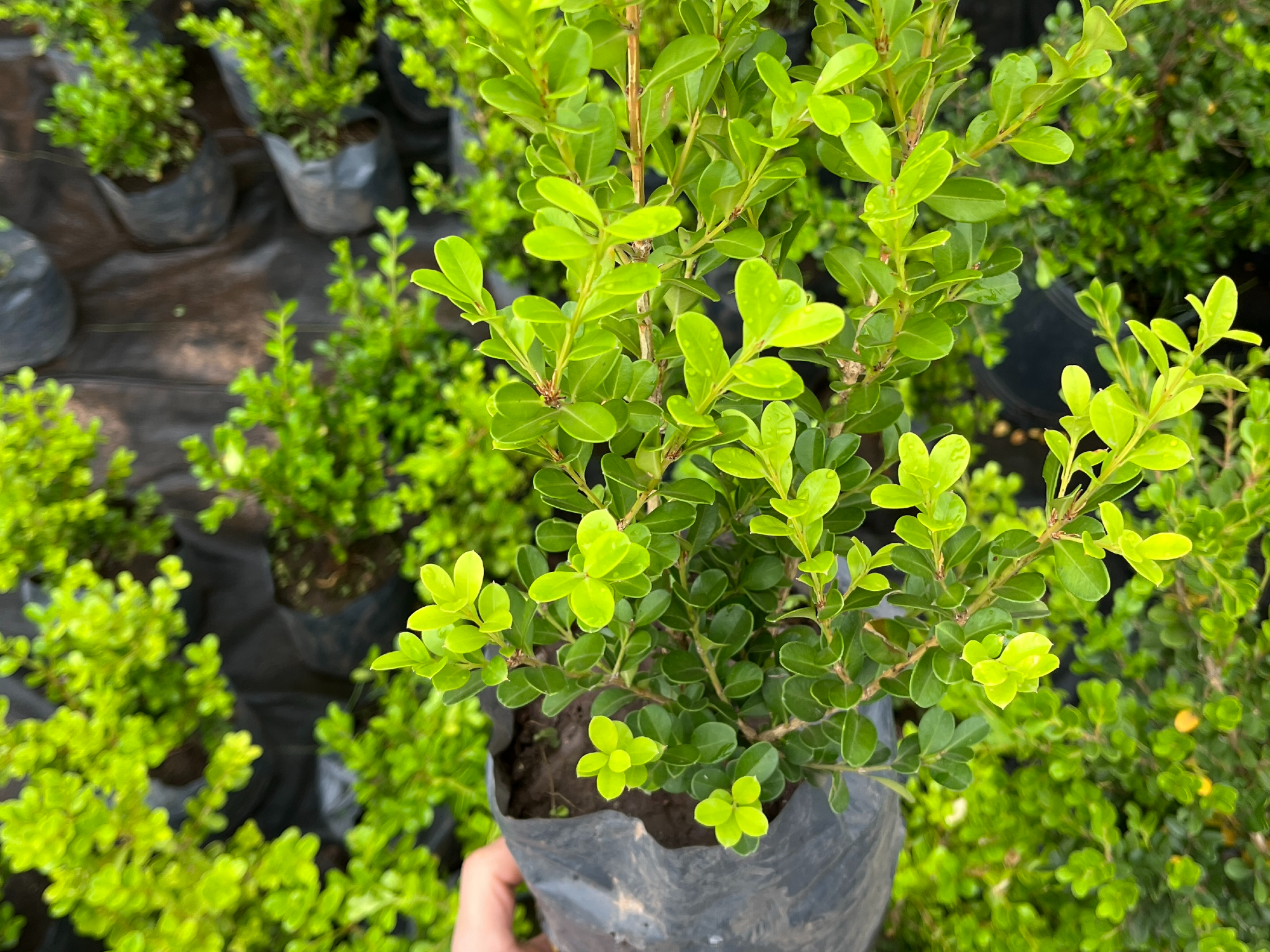 Buxus S