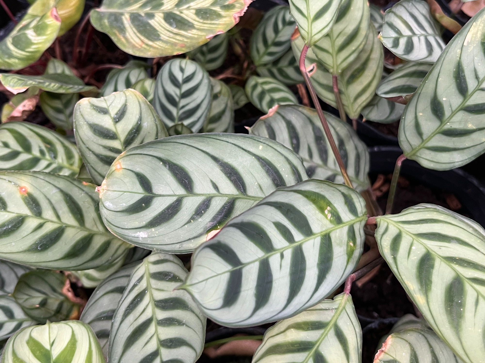 Calathea Burle Marx S