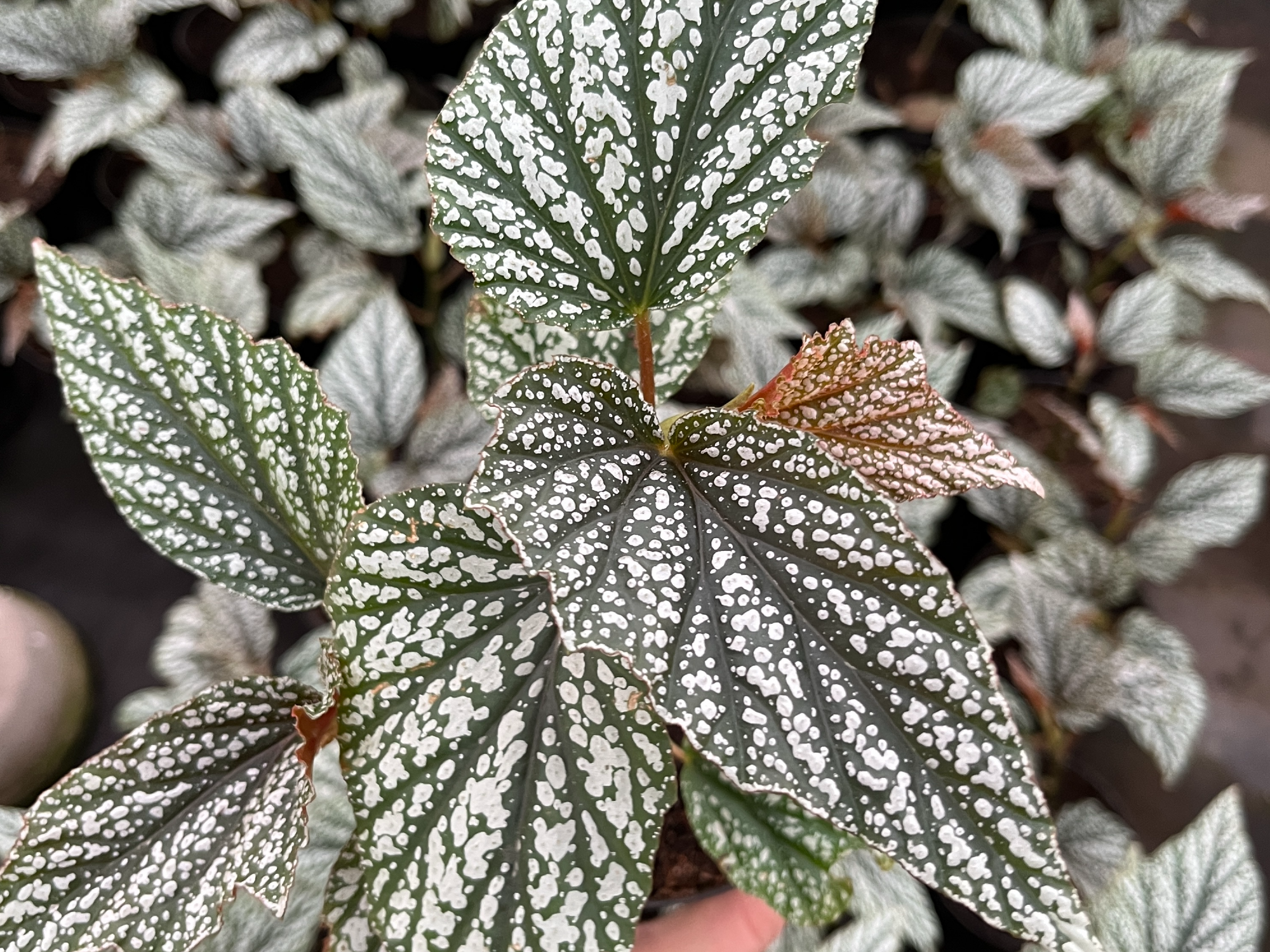 Begonia rex gris S