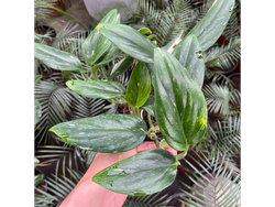 Monstera Standleyana S