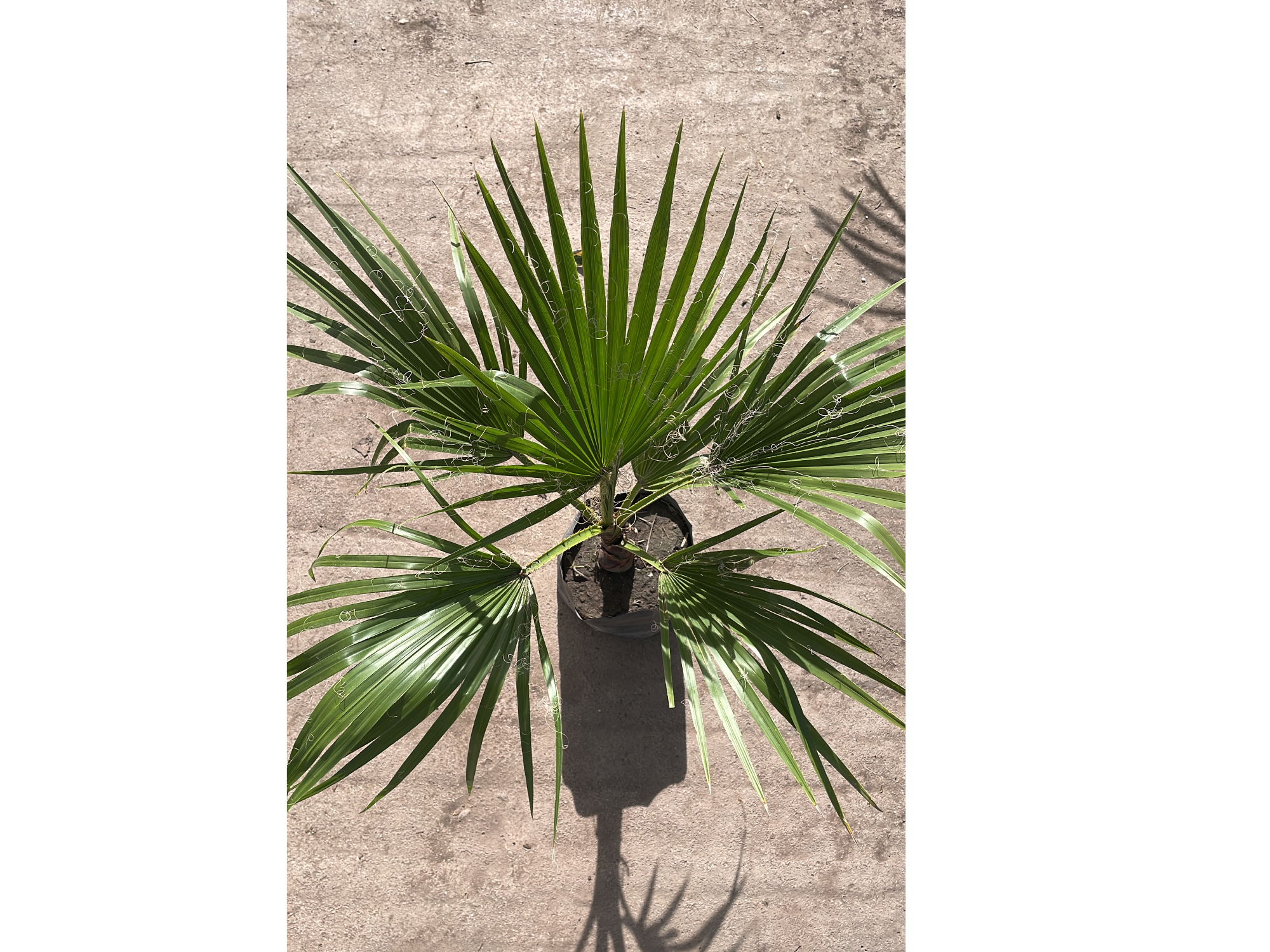 Washingtonia