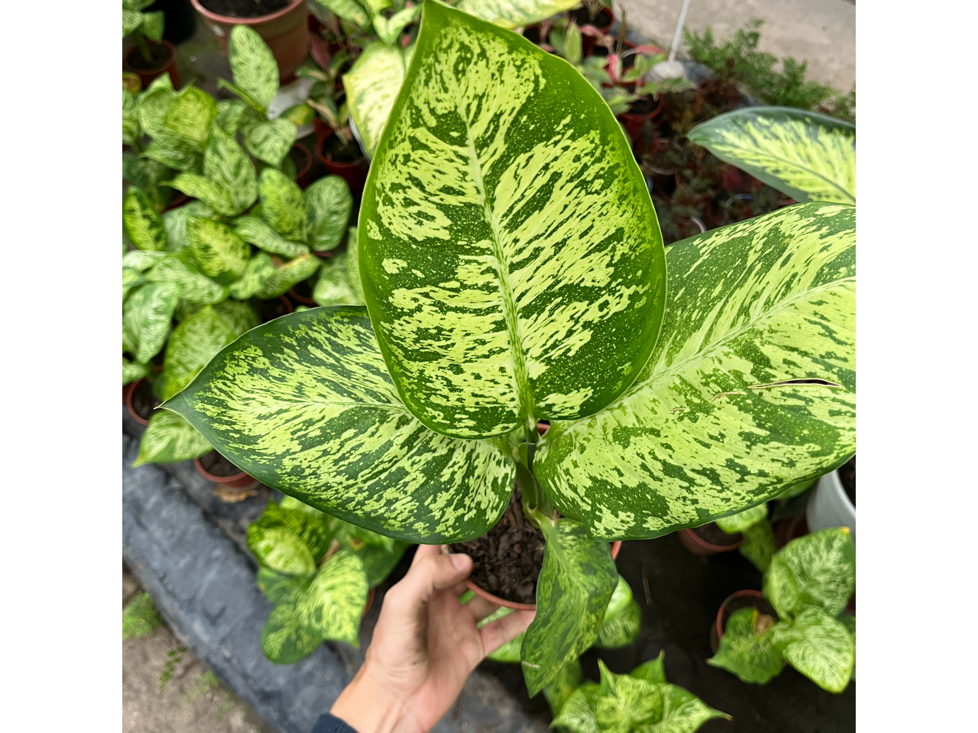 Aglaonema Mariana S