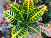 Croton petra S