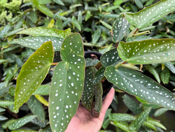 Begonia maculata S