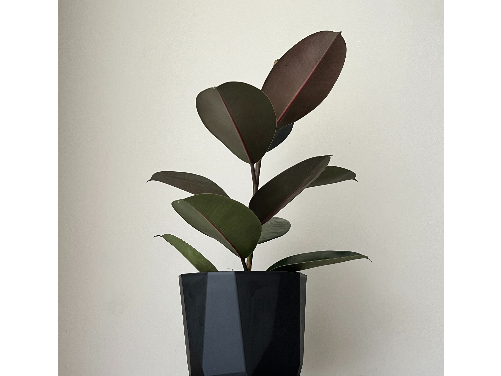 Gomero Burgundy S + Maceta Facetada Negra