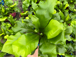 Helecho Asplenium S