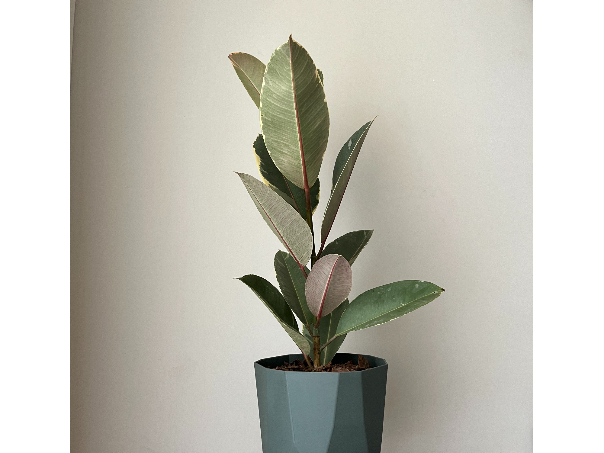 Gomero Tineke S + Maceta Facetada Verde