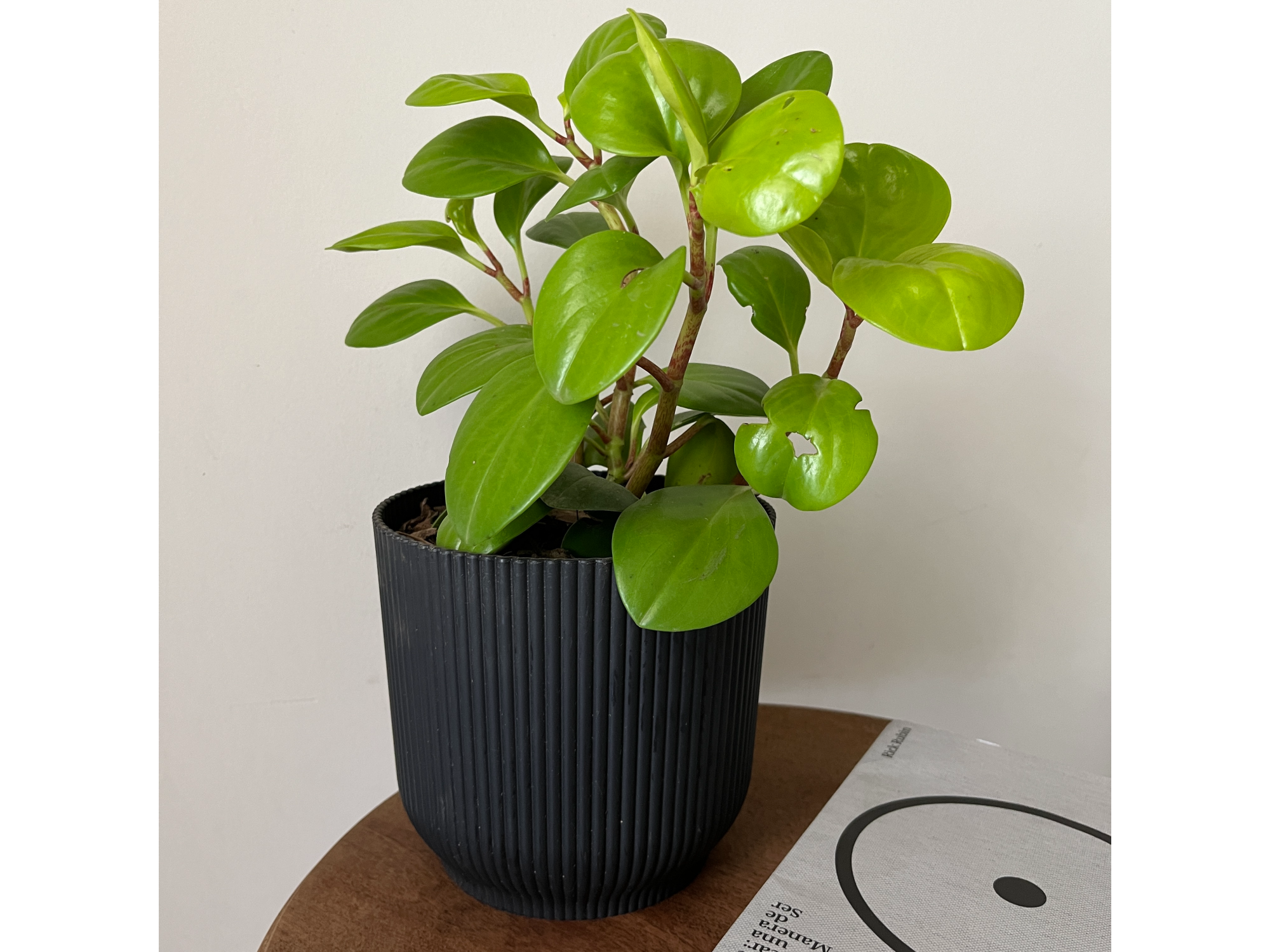 Peperomia Obtusofolia + Maceta Milán 16