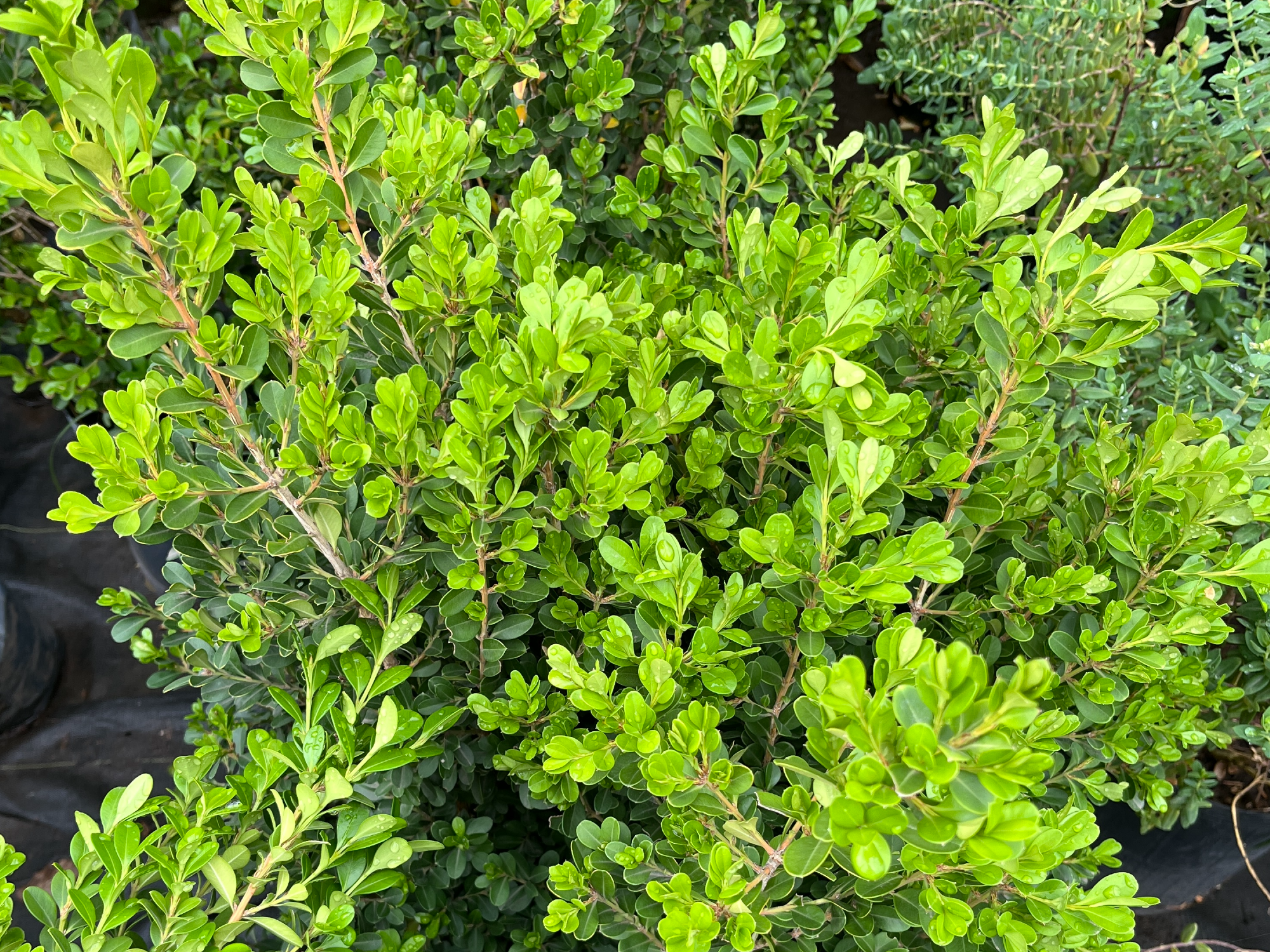Buxus L