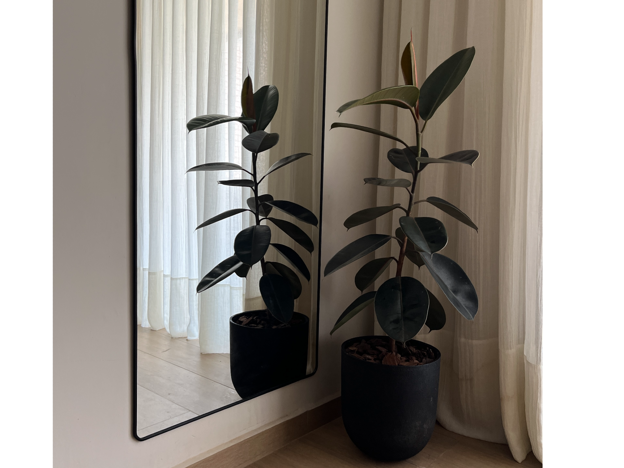 Gomero Burgundy L + Maceta Bowl Negra