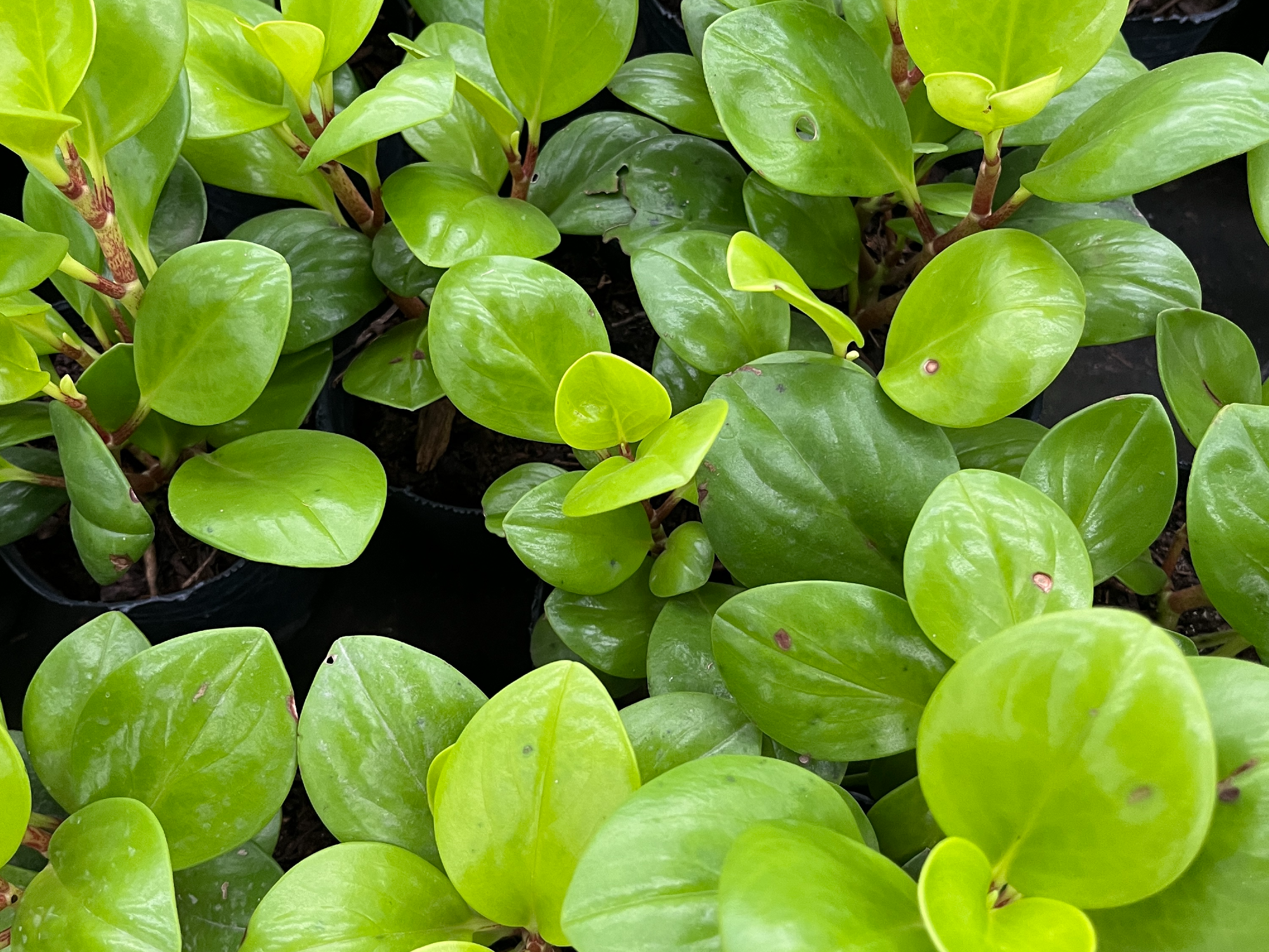 Peperomia obtusifolia verde S