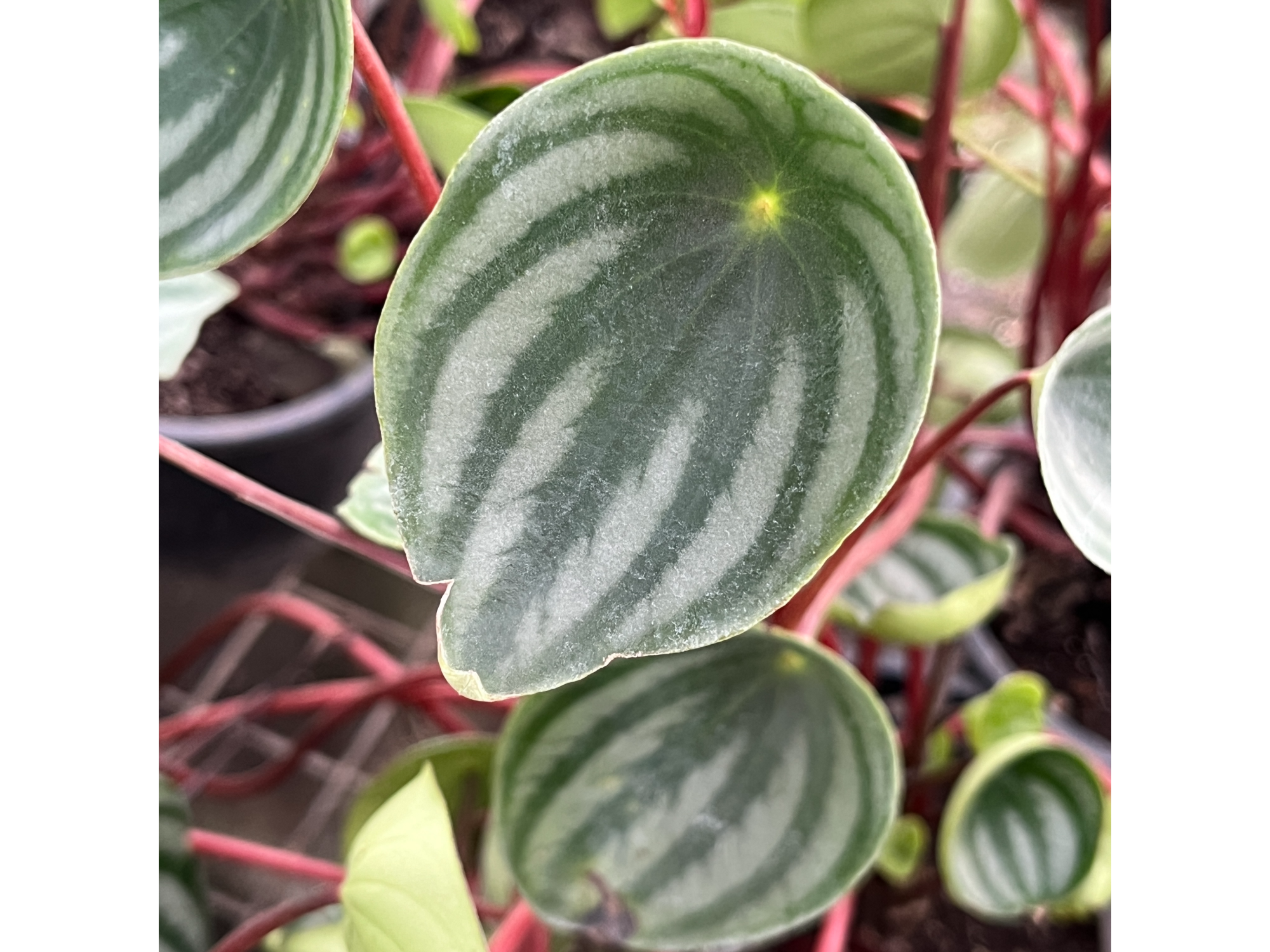 Peperomia Watermelon S