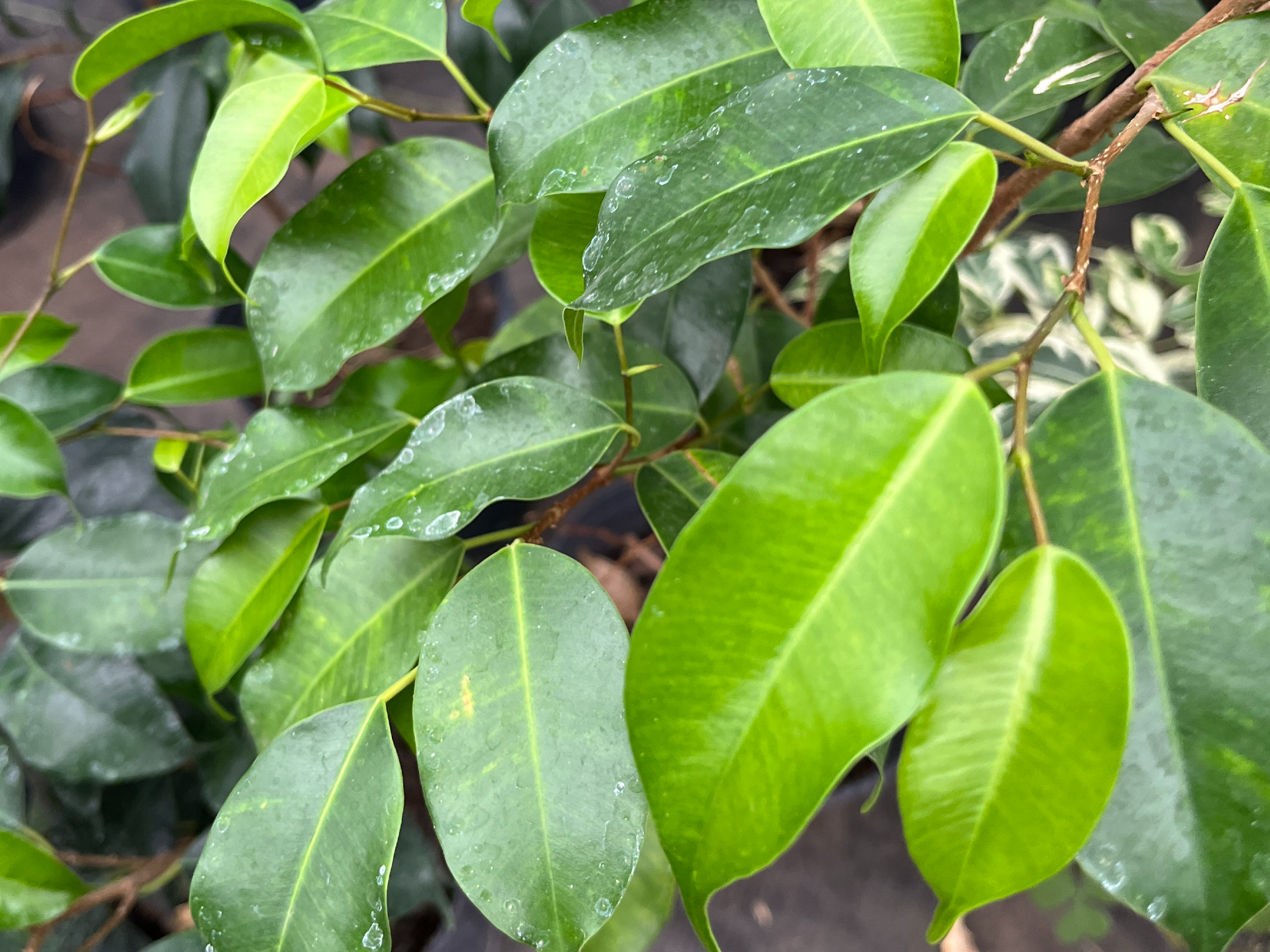 Ficus Benjamina Verde S