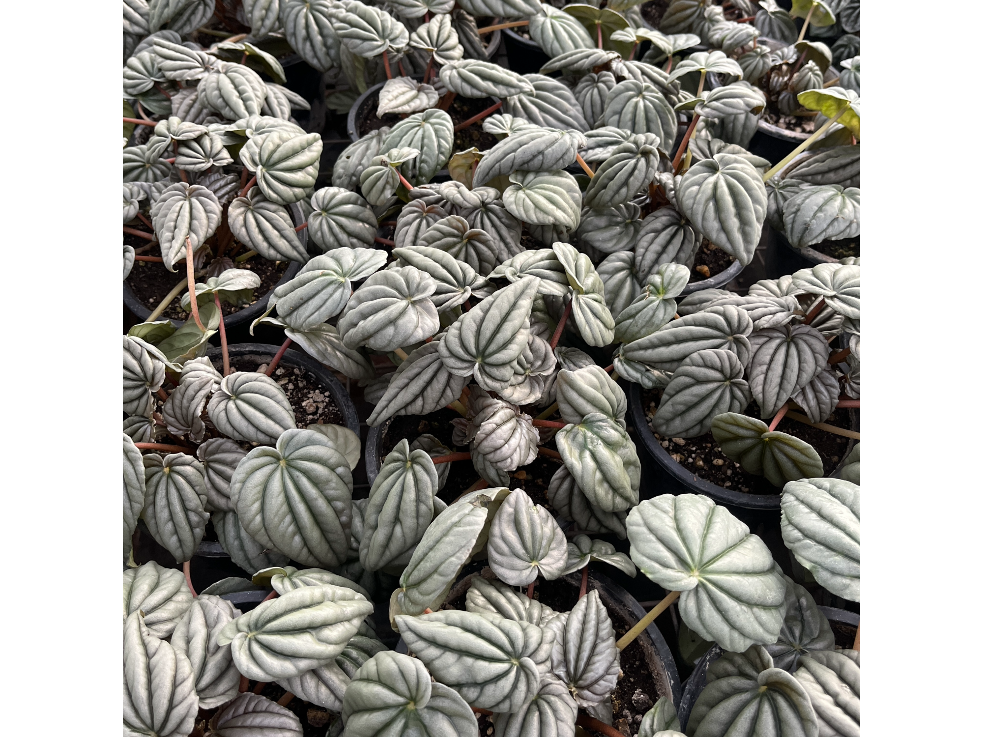 Peperomia Griseoargentea S