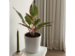 Aglaonema Lawan + Maceta de Barro Esmaltada 14