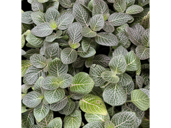Fitonia S