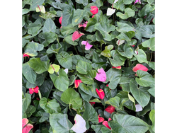 Anturium Andraeanum S