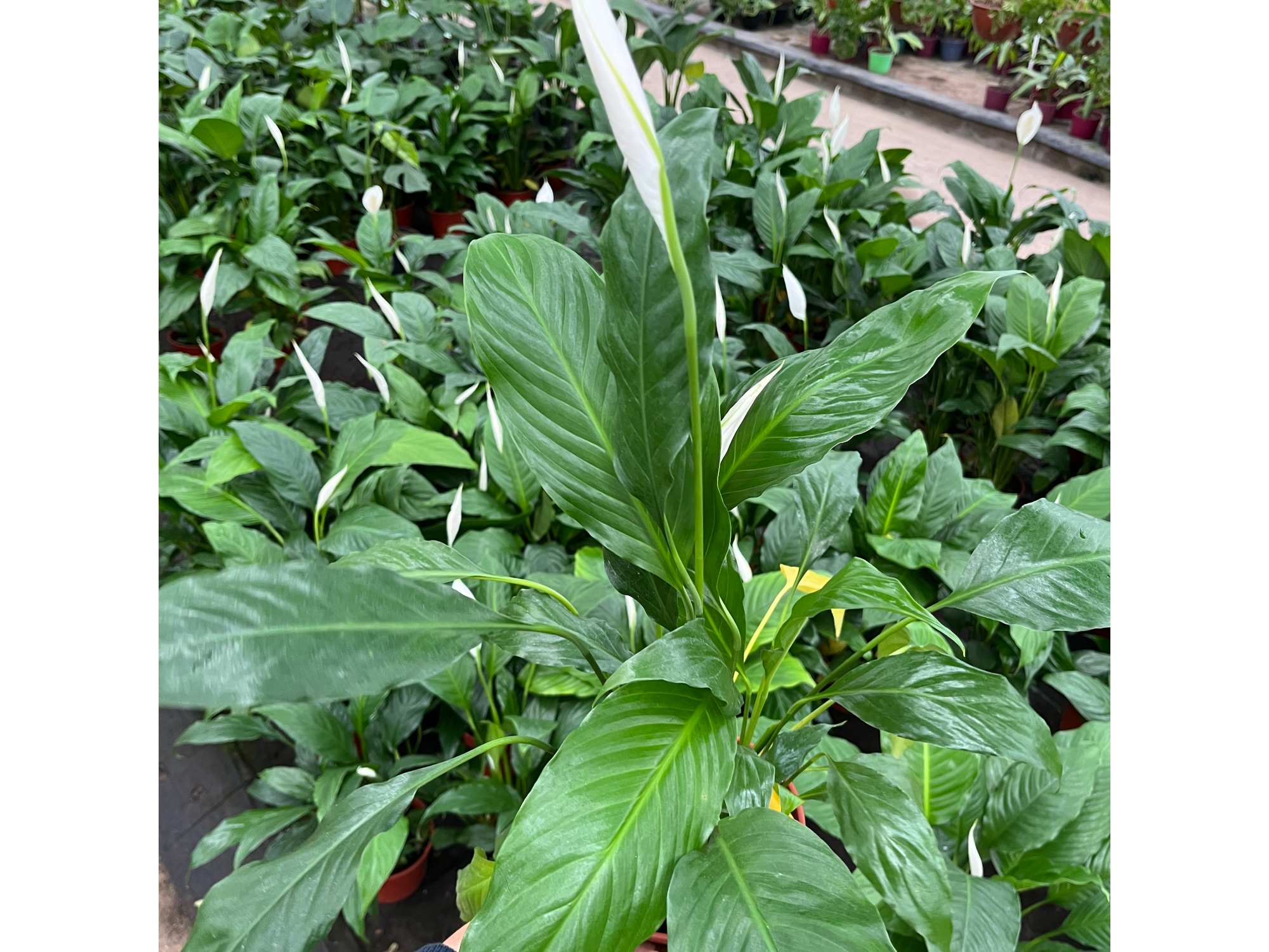 Spathiphyllum S