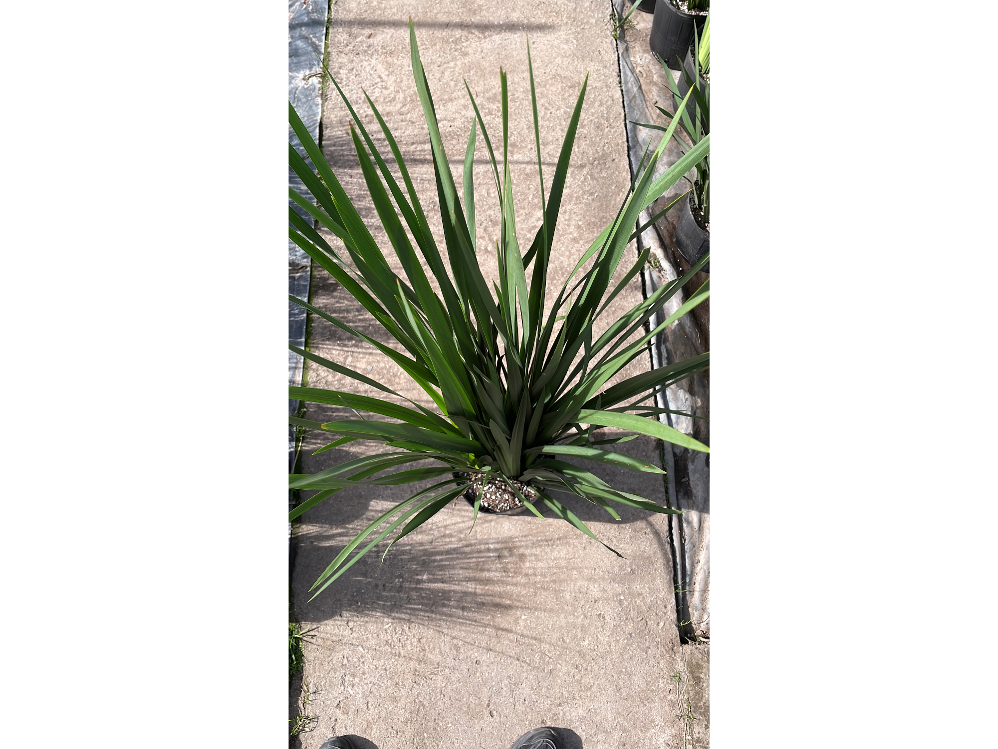 Dietes L