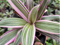 Tadescantia Sitara S