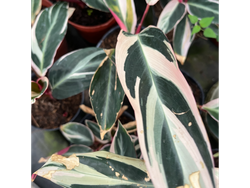 Calathea Stromante S