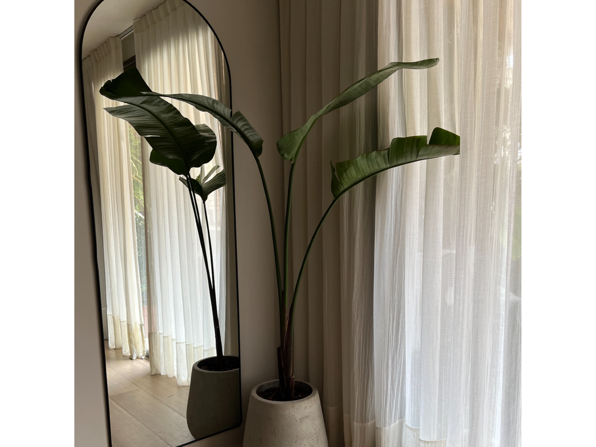 Strelitzia Nicolai + Maceta Gota