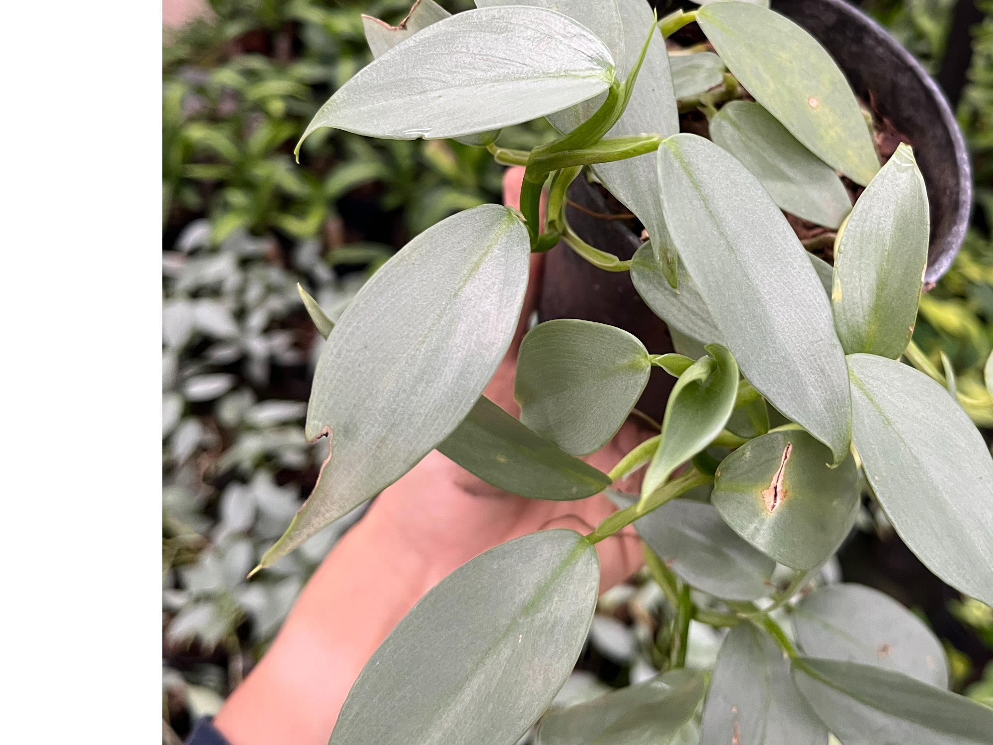 Philodendro hastatum S