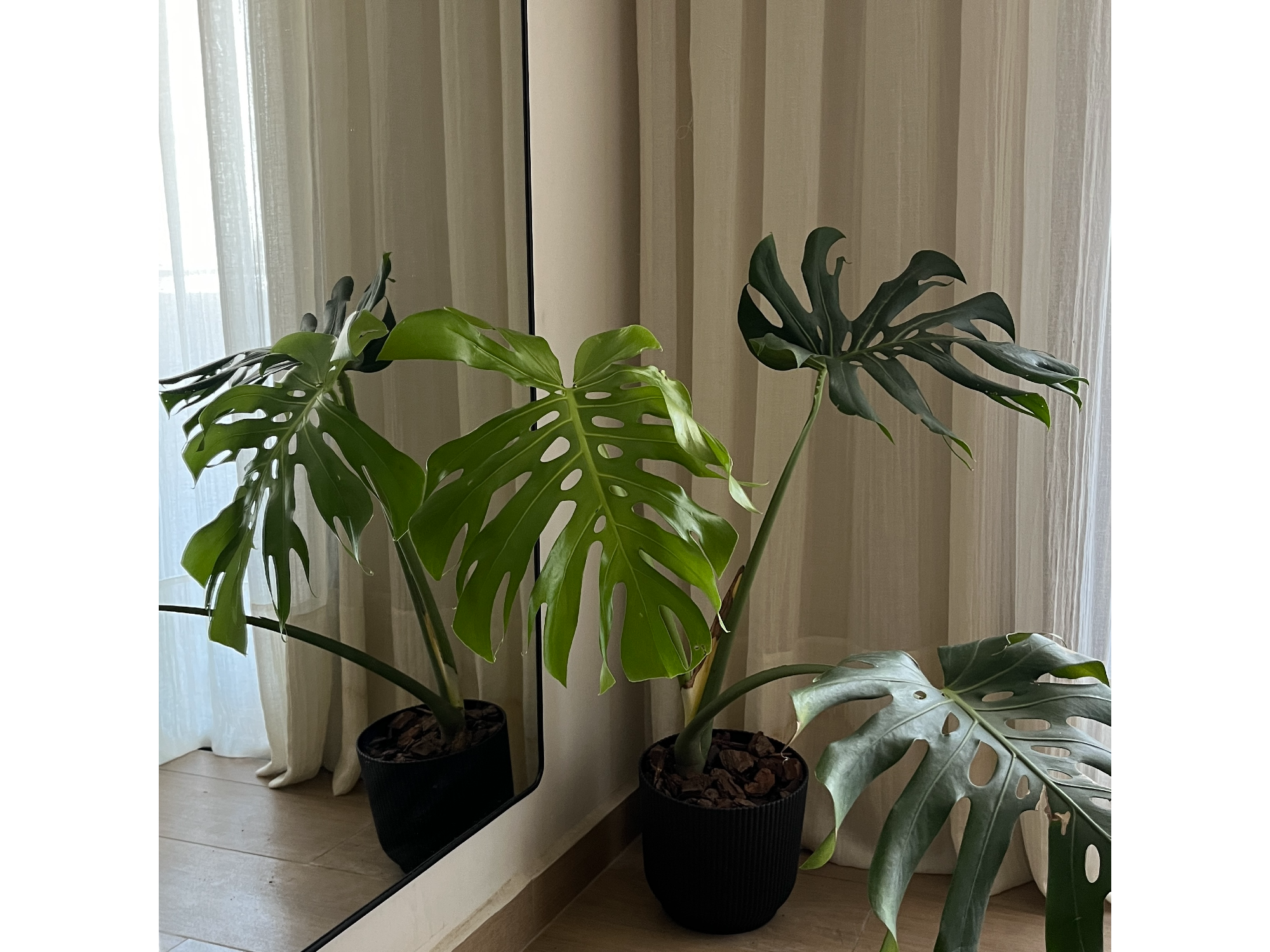 Monstera M + Maceta Milan 18