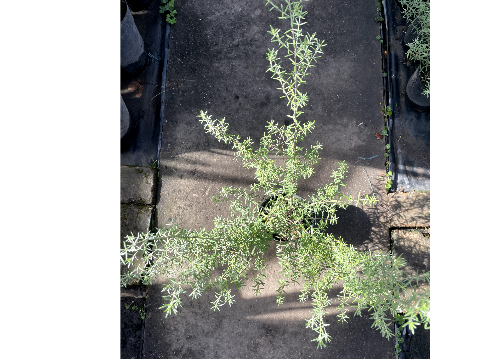 Westringia